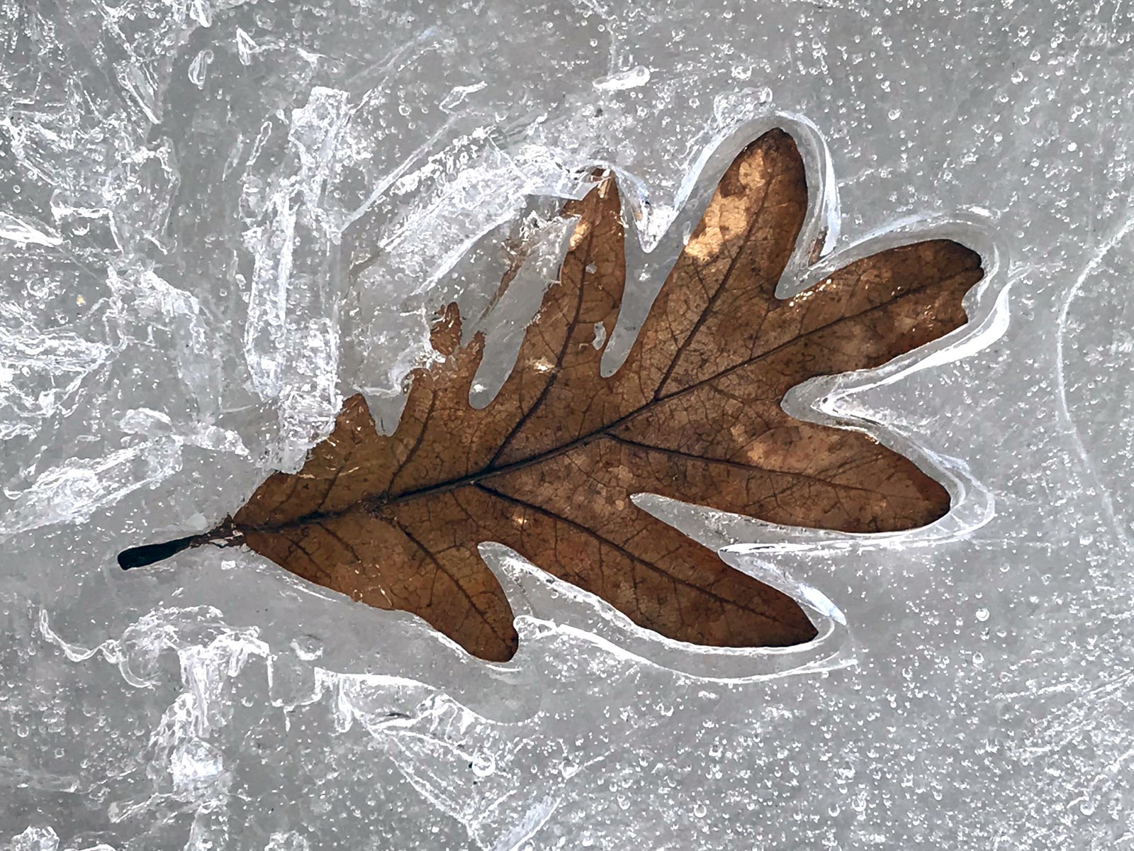 A Fall Oak leaf frozen in winter time thawing with ice crystals along its edges