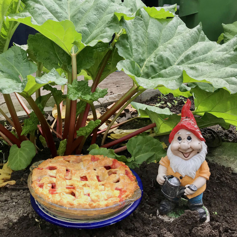 Downtime Freshly baked Rhubarb pie in the garden by a Garden Elf